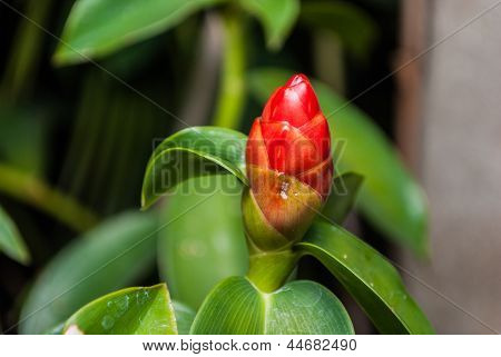 Kırmızı Costus Speciosus Smith çiçek