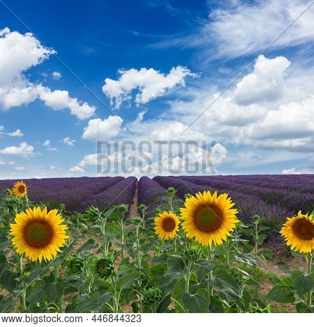 Sunflower And Lavender Flowers Field At Summer Sunsrise, Provence, France