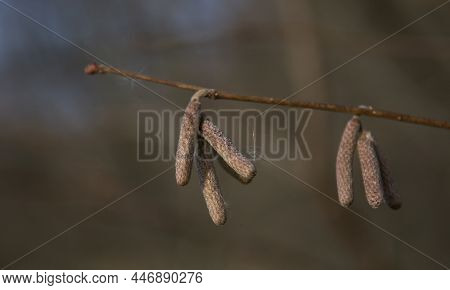 European Black Alder (alnus Glutinosa) Also Known As Common , Black Or Europen Alder. Hanging Male I