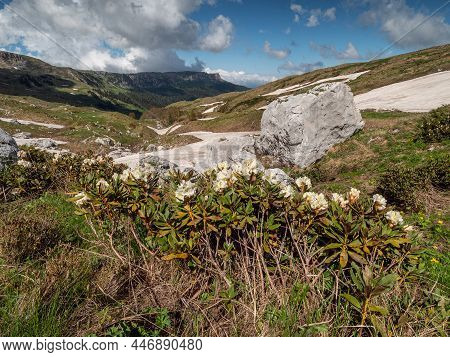 The Caucasus Mountains. Caucasian Nature Reserve. Lago-naki Plateau. Flowers Of The Rhododendron (rh