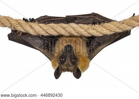 Young Adult Flying Fox, Fruit Bat Aka Megabat, Hanging On Sisal Rope With Wings Folded. Looking Stra