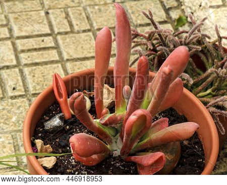 Colorful Crassula Ovata Gollum Plant In The Garden In Spain