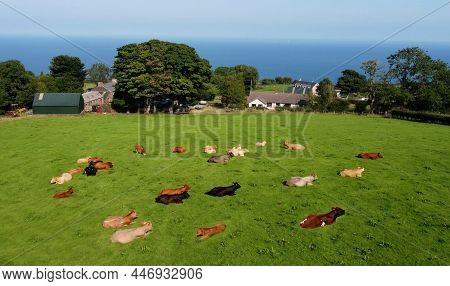 Aerial Photo Of Cattle Cows A Bull And Calves In A Field Of Grass At Farm In Uk