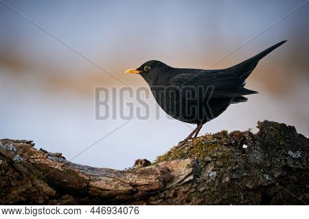 Eurasian Blackbird (turdus Merula) Winter Scene.
