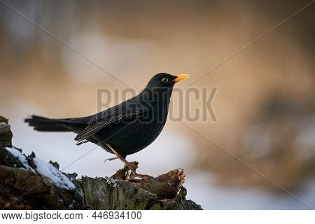 Eurasian Blackbird (turdus Merula) Winter Scene.