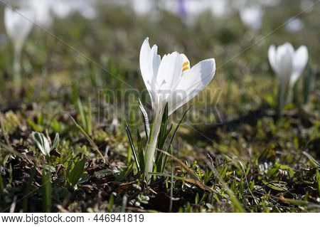 Spring In The City, Blossom Of White Crocusses Flowers In Sunny Day