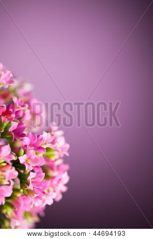 bellissimo sfondo di Verbena hybrida fiori