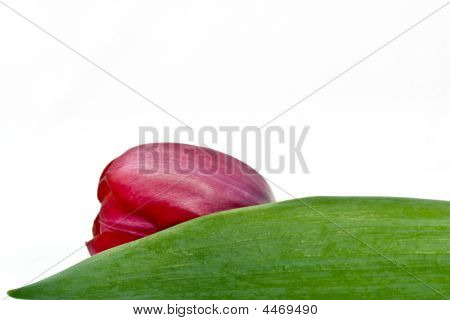 Tulip