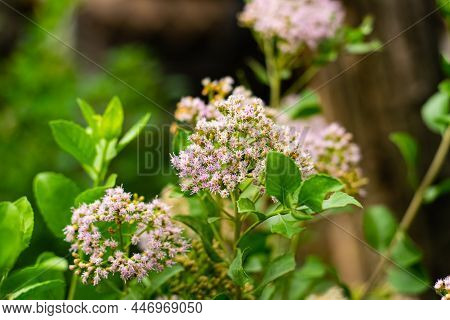 Indian Marsh Fleabane (pluchea Indica (l.) Less.) Flowers Are Blooming On Tree With Fresh Green Leav