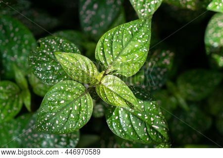 Polka Dot Plant Hypoestes Phyllostachya - Green Plant With Spots On Leaves. Ornamental Garden Plants