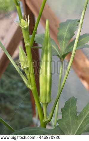 Abelmosch Edible, Or Okra (lat. Abelmoschus Esculentus) Bears Fruit In A Greenhouse