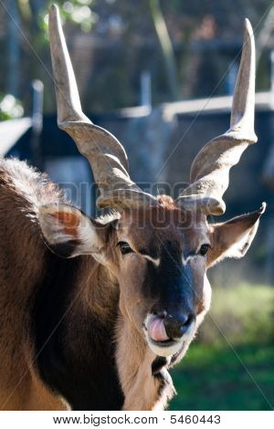 Eland Antelope