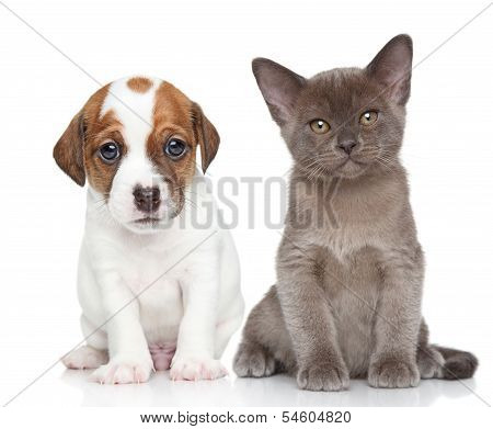 Puppy And Kitten On White