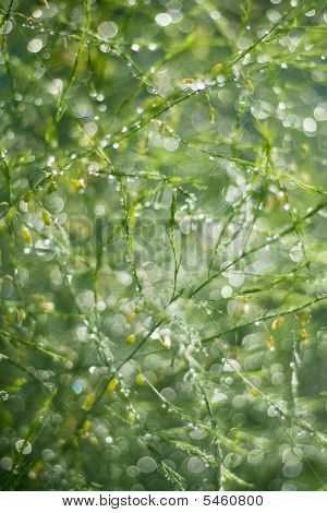 Lluvia verde