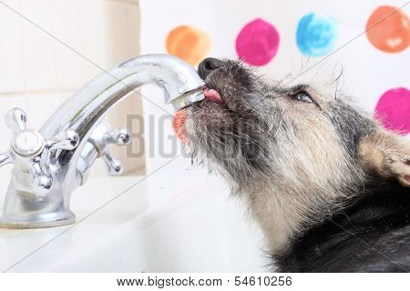 Animals At Home Dog Pet Drinking Water In Bathroom