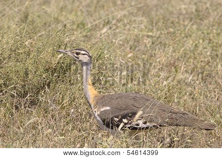 African Bird, Hartlaub's Bustard, In The Bush