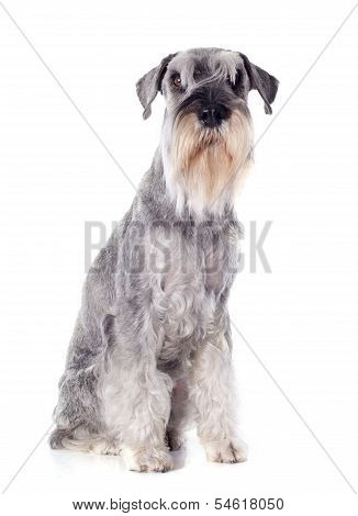 Standard Schnauzer
