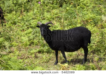 Hebridean 양 2