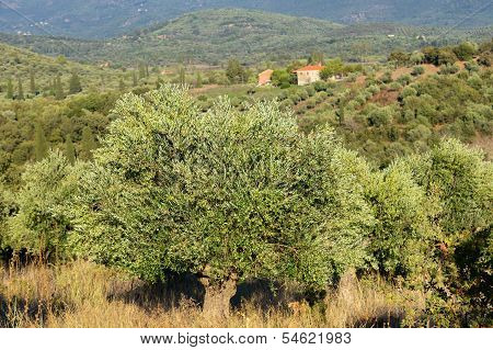 Greece, Rural Landscape