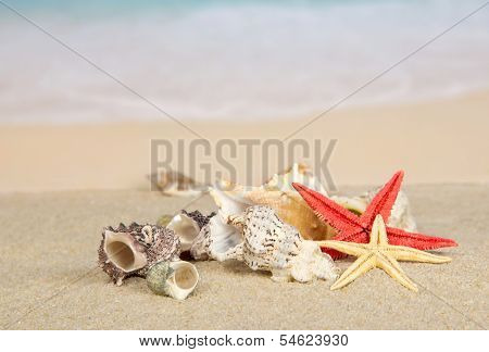 Beautiful starfishes and cockleshells on coast