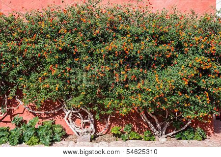 Lantana bush inside Santa Catalina monastery in the peruvian Andes at Arequipa Peru