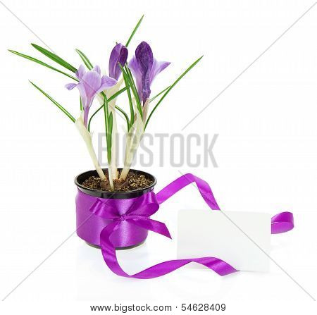 Pot with crocuses and a card