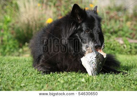 Hungry Dog Eating Fresh Fish
