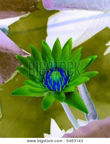 X-ray Waterlilly