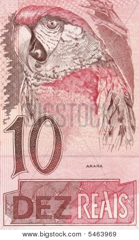 Arara