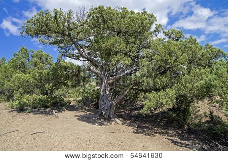 Relict juniper tree, Crimea.