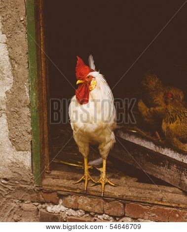 White Chicken Looking Out Of The Barn