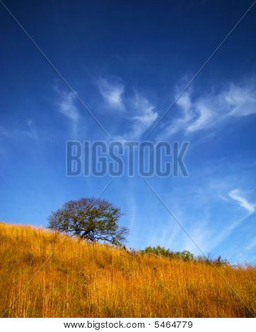 Árvore solitária e belas nuvens