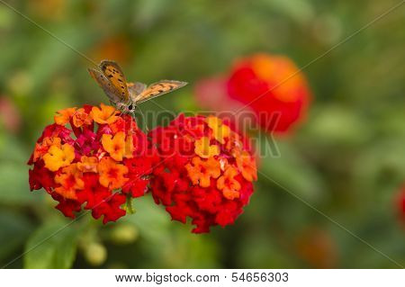 Butterfly On Red Lantana