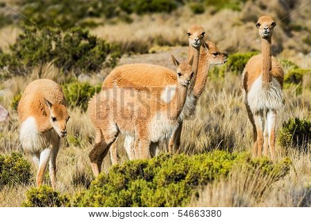 Vicunas in the peruvian Andes at Arequipa Peru
