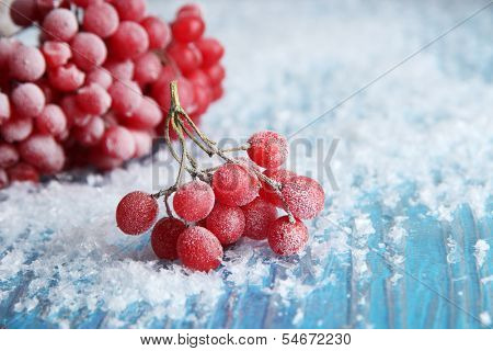 Red berries of viburnum with ice crystals, on blue background