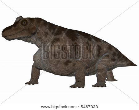 Keratocephalus - 3D Dinosaur