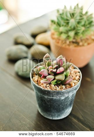 Succulents -echeveria Runyonii Rose
