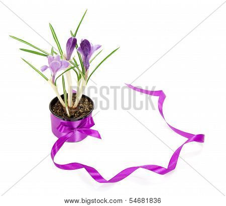 Pot of crocuses decorated with a tape and bow