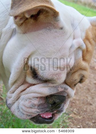 Angol Bulldog arc