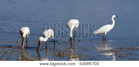 Birds