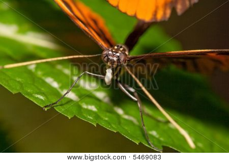 Volto farfalla
