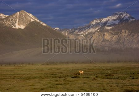 Sawtooths Pronghorn