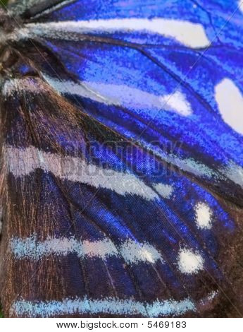 Blue Butterfly Pattern