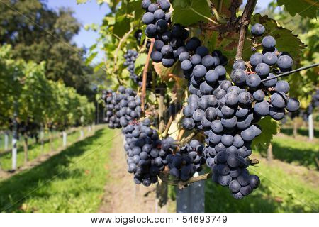 Bunches of blue grapes with path