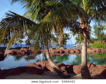 Eksotiske Palm landskab