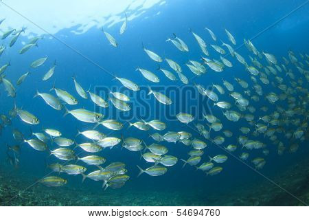 Shoal of tuna fish underwater