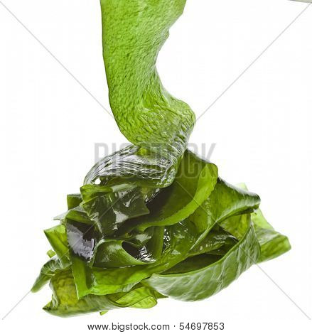 seaweed kelp ( laminaria ) heap hill  close up isolated on white background