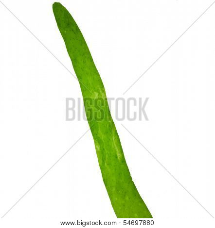 one seaweed kelp ( laminaria )  close up macro shot isolated on white background