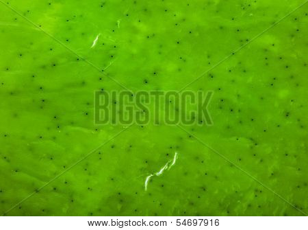 wet seaweed kelp ( laminaria ) surface top view close up macro shot texture background
