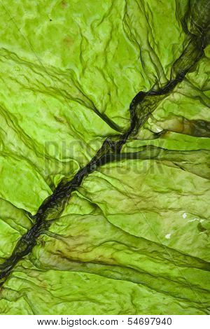 seaweed kelp ( laminaria ) surface top view close up macro shot texture background